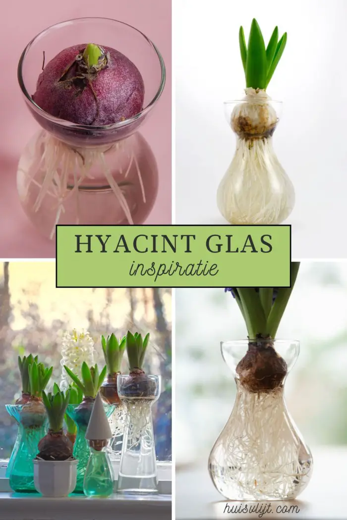 hyacint glas