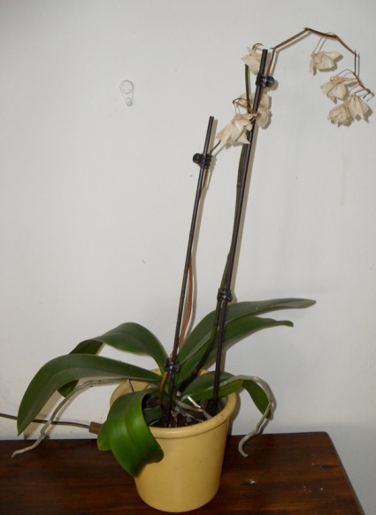 Planten in huis 4 orchidee dood