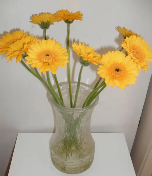 Jumbo bloemen