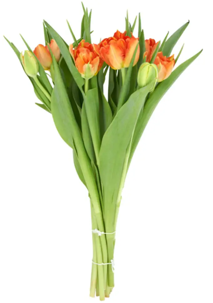 jumbo bosje tulpen