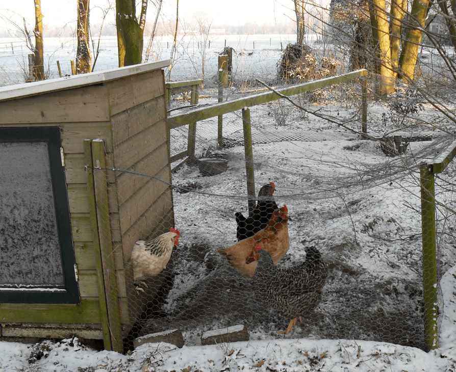 leggen kippen eieren in de winter?