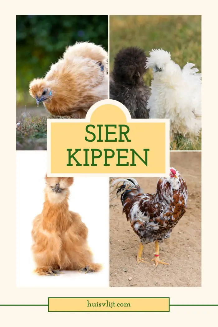 sierkippen