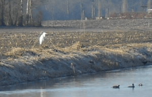 witte reiger