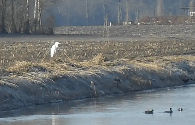 Witte Reiger gevogeld en de invloed van boeken! 14 witte reiger