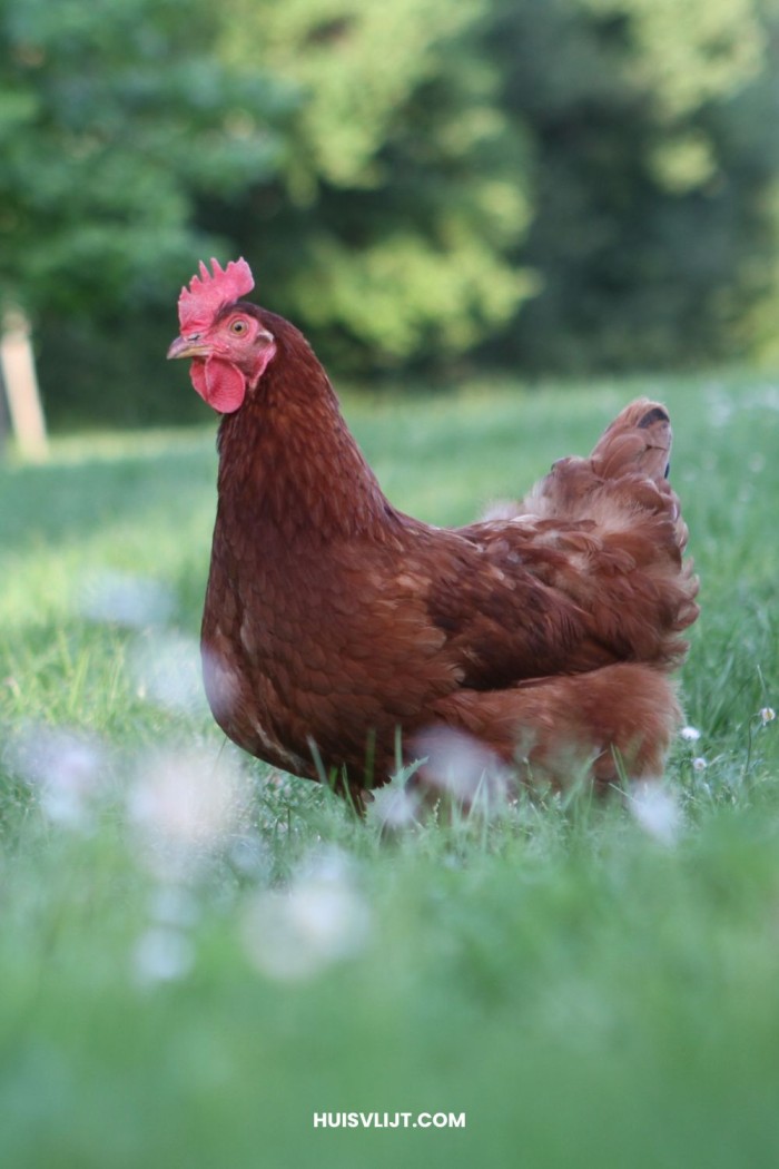 kippenweide ideeën