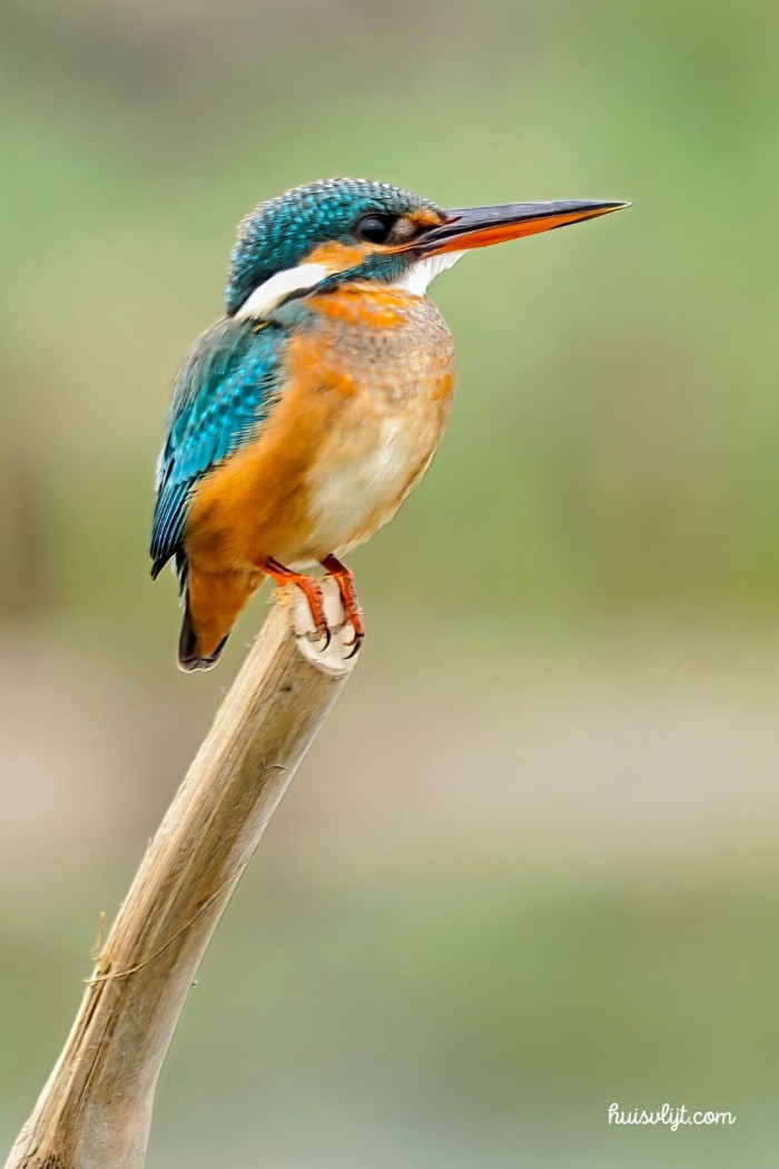 vogels kijken ijsvogel
