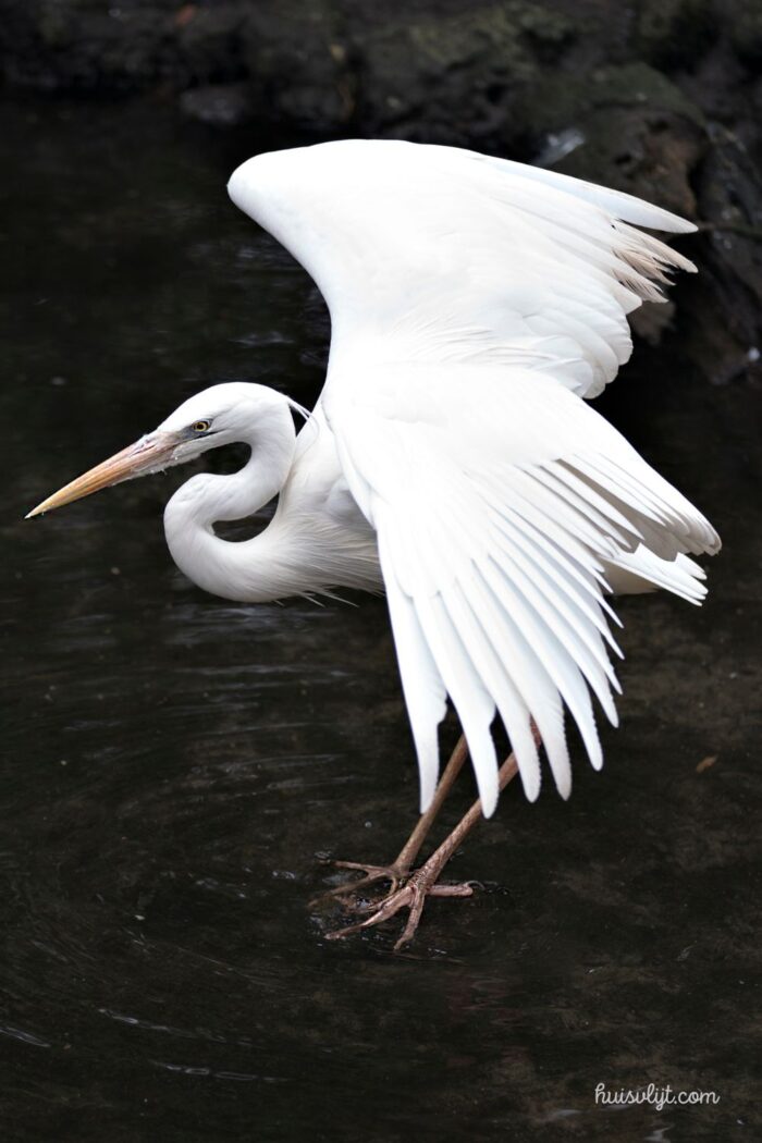 witte reiger