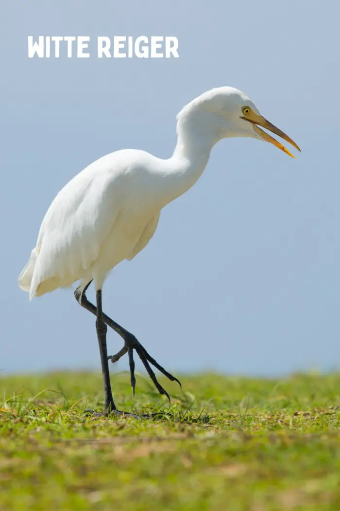 witte reiger