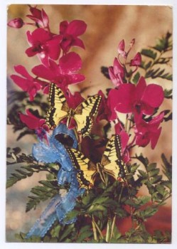 ‘It’s a favourite!’ Postcrossing nieuws