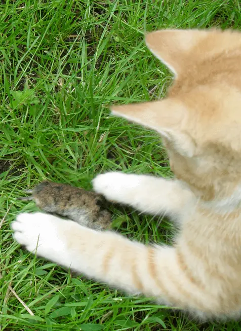 Katten zijn roofdieren… ook schattige kittens