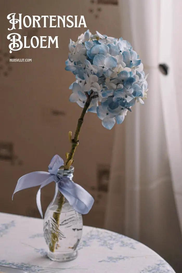 hortensia bloem