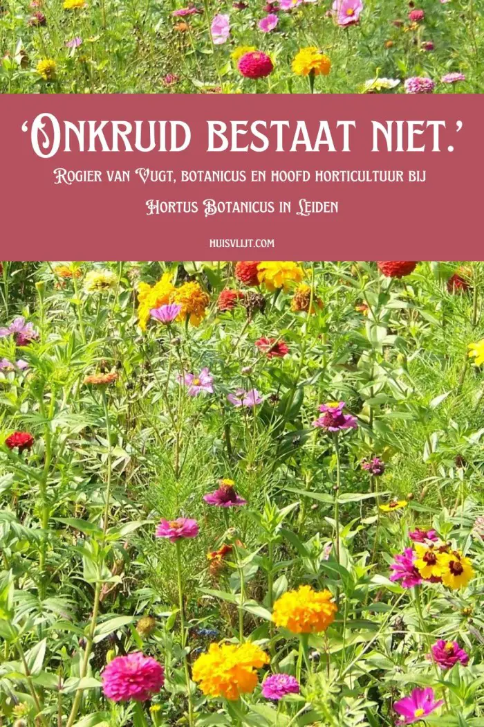 onkruid