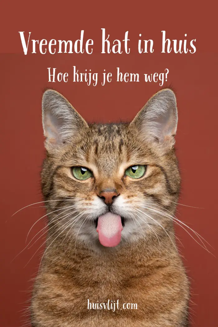 vreemde kat in huis