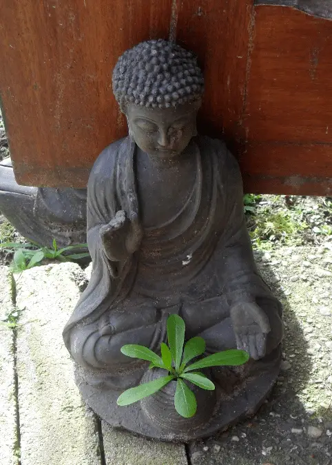 boeddha