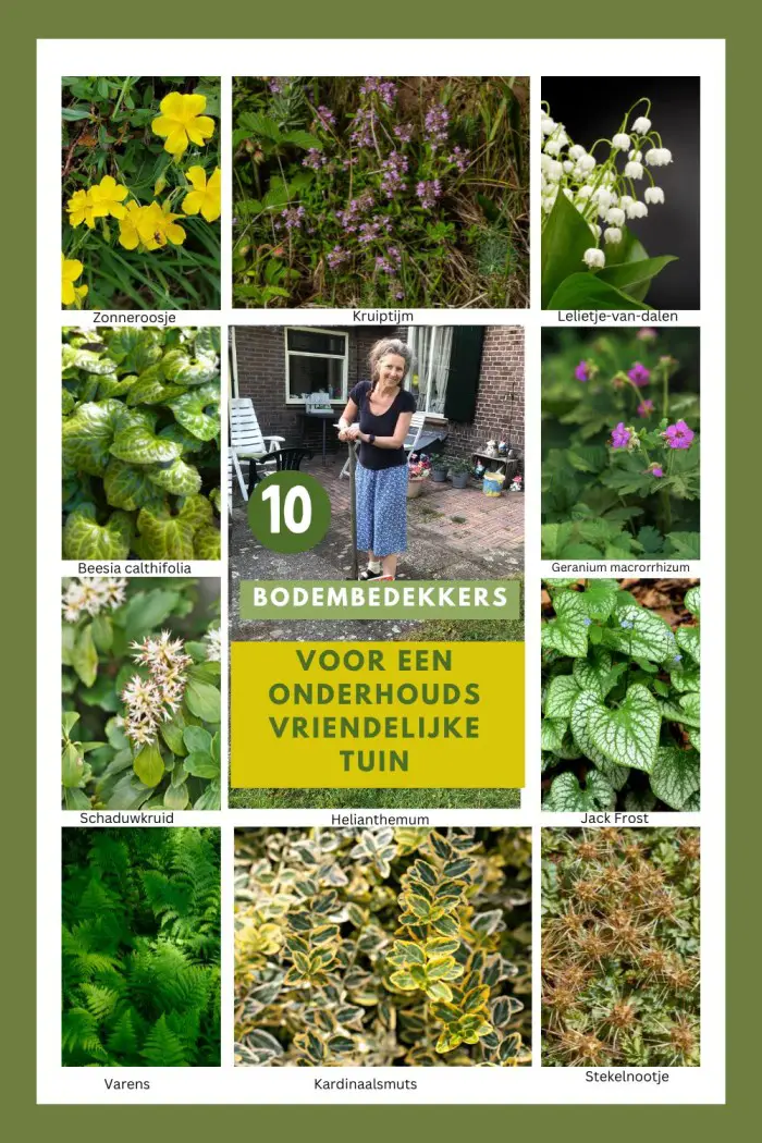 onderhoudsvriendelijke tuin bodembedekkers
