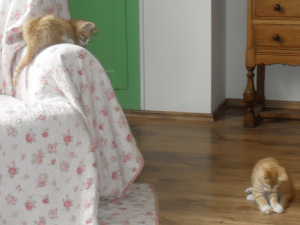 katten vos