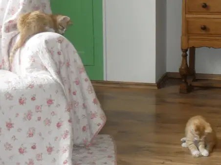 katten vos