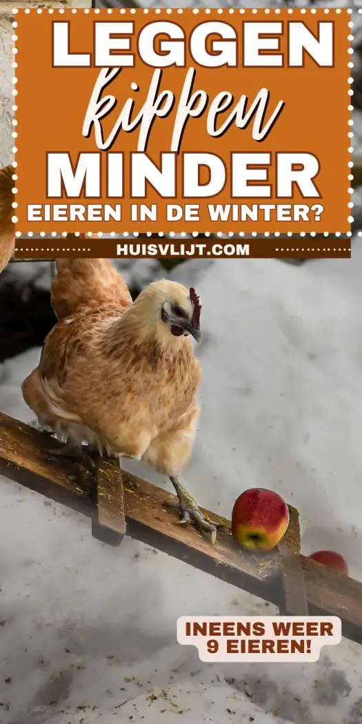 kippen in de winter