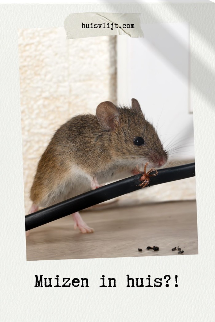 Muizen in huis: Wat vinden muizen lekker?