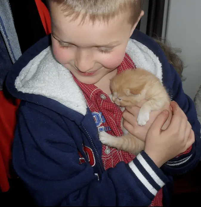 2 Jonge kittens 4 katten