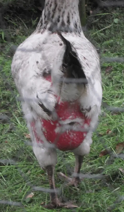 Kip verliest veren achterwerk: Boer, wat zeg je van mijn rare kip?