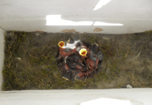 vogelnest brievenbus