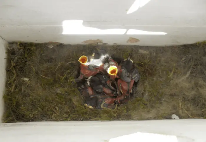 vogelnest in brievenbus