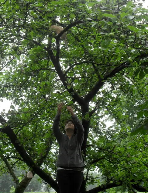 kat in de boom