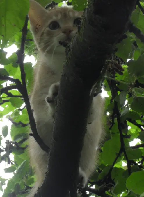 Kat in de boom