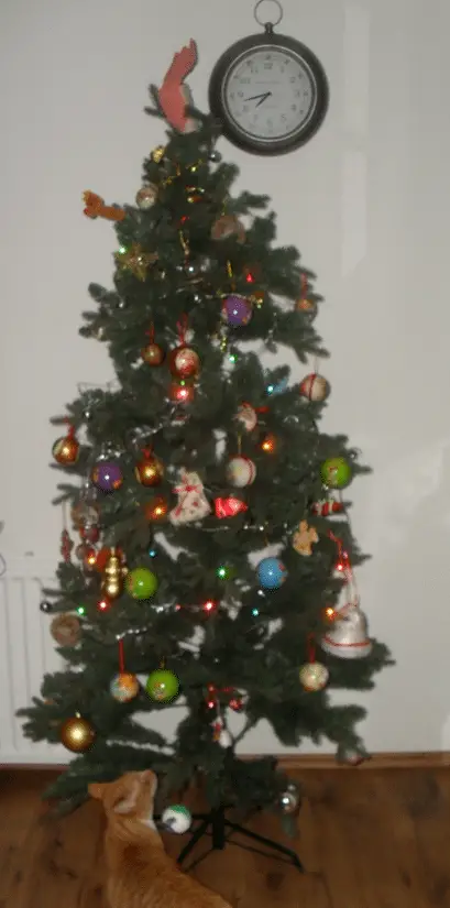 kerstboom 2013