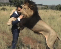 Knuffelen met leeuwen?!