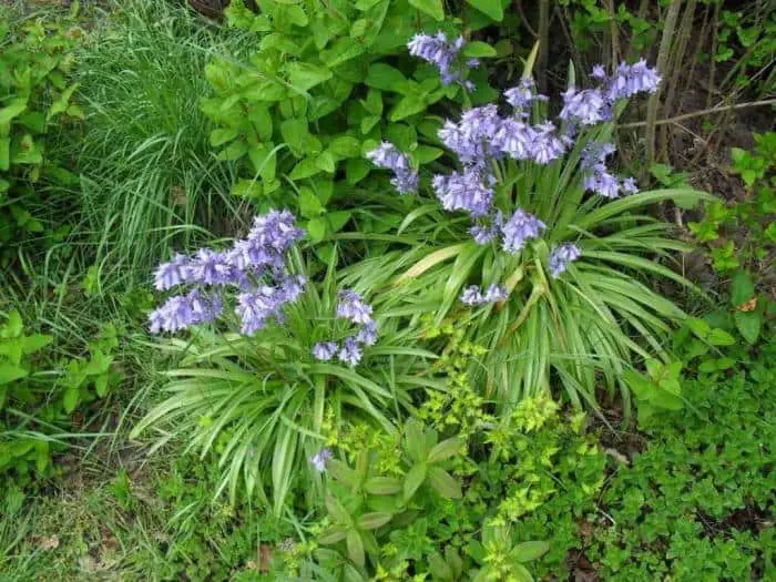 Wat er groeit en bloeit in onze tuin 1 wat er groeit en bloeit