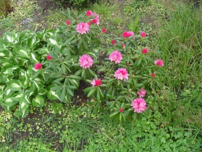Wat er groeit en bloeit in onze tuin 2 tuinbloemen