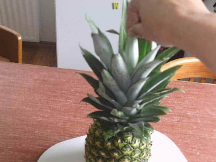 ananas