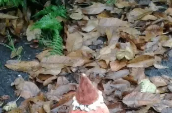 Tuin winterklaar maken: hoe doe je dat?