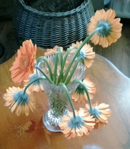 Verlepte bloemen? Doe langer met je Gerbera’s