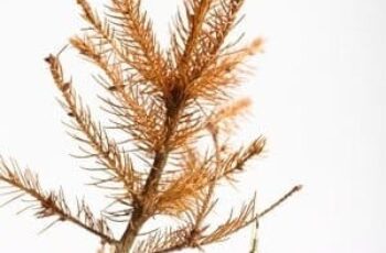 Kerstboom: wanneer weg?