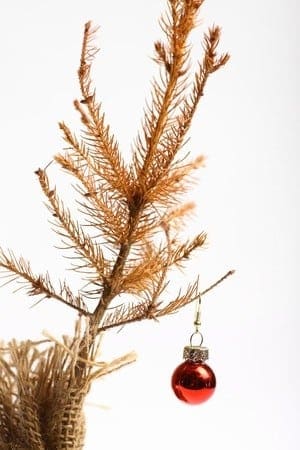 Kerstboom: wanneer weg?