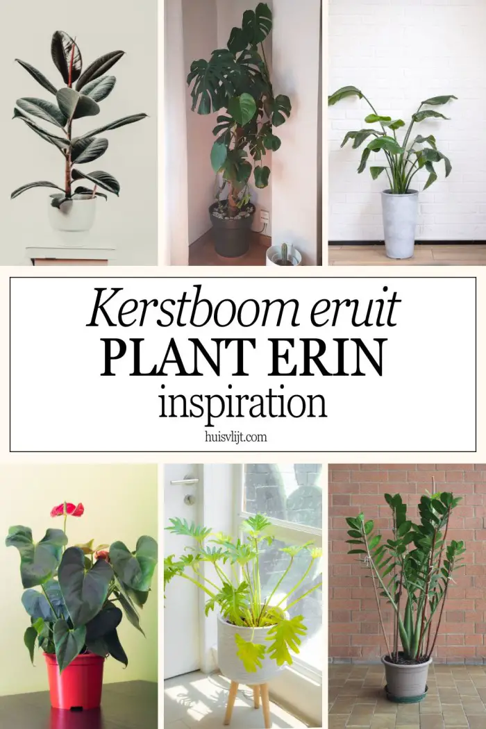 kerstboom eruit plant erin inspiration