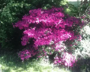 bloemen