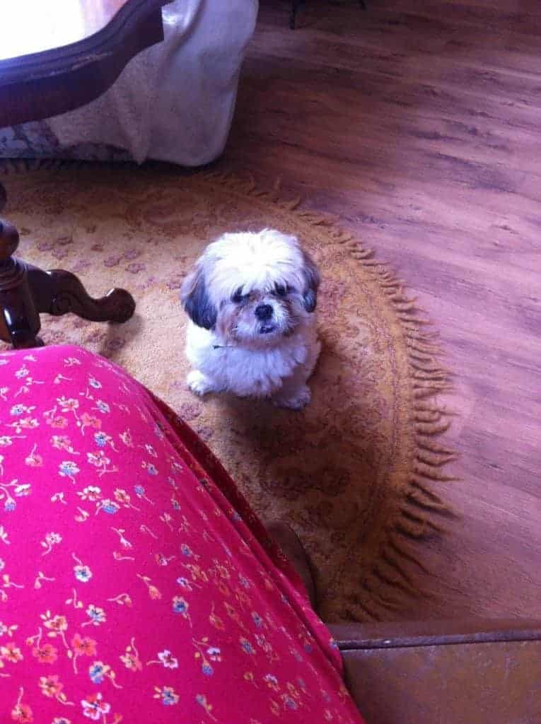 We hebben een hond! 1 shih tzu