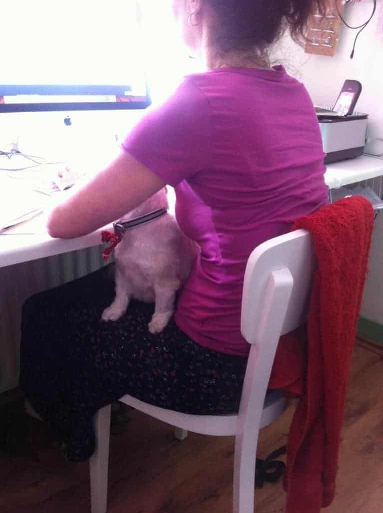 We hebben een hond! 2 trixie