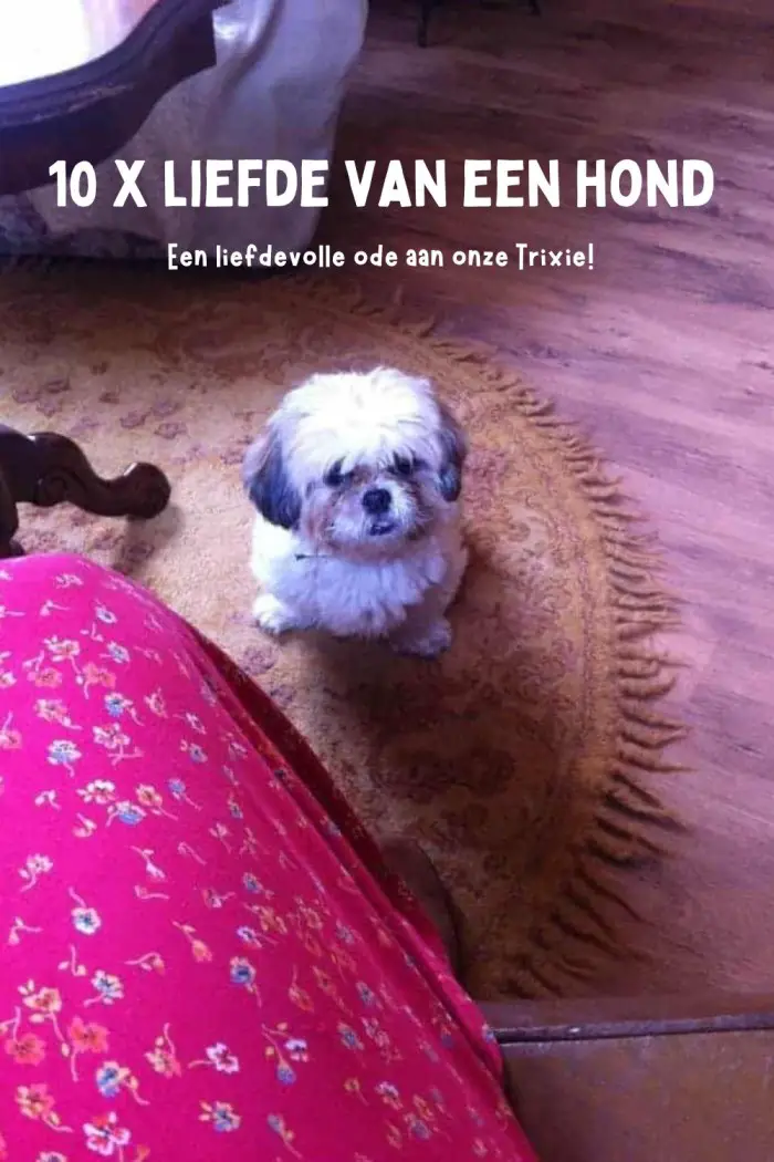 liefde van een hond