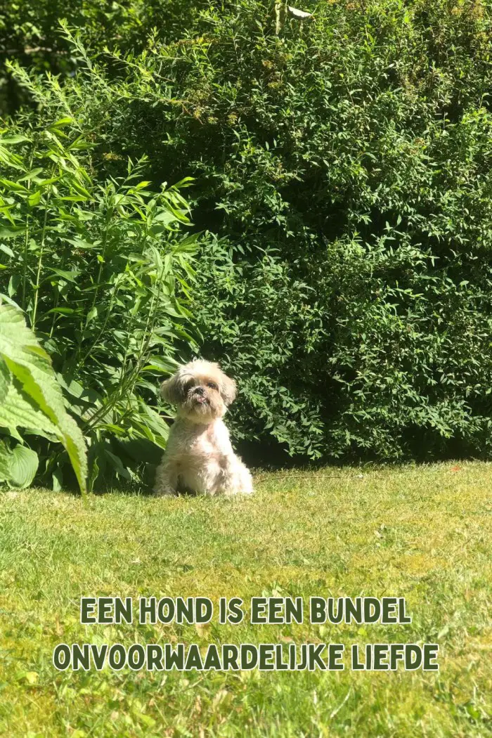 3 maanden een hond: hoe bevalt het? 2 een hond quotes