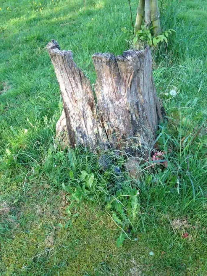 Tuinieren: voor en na 1 tuinieren