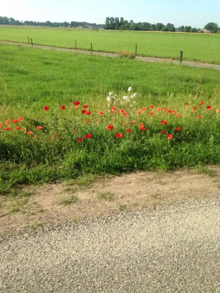 Vergeet niet van de klaprozen te genieten