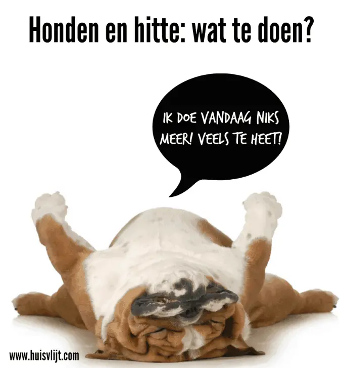 Honden en hitte: wat te doen?