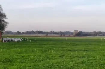 Domme scharrelkippen