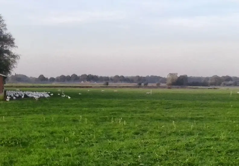 Domme scharrelkippen 1 scharrelkippen