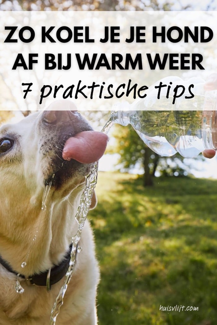 hond afkoelen